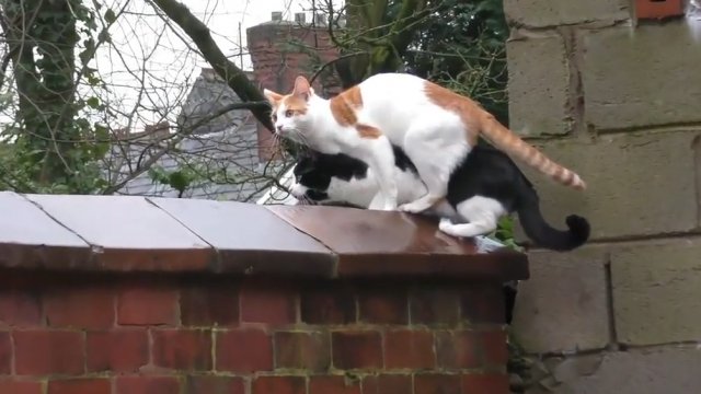 Niesamowita synchronizacja dwóch kotów