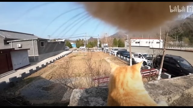Przypiął kamerę do bezpańskiego kota, aby szpiegować jego przyjaciół.