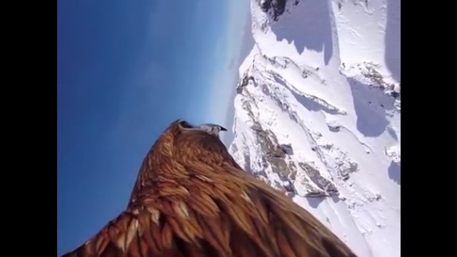 Materiał filmowy nagrany kamerka znanej firmy przymocowanej do orła