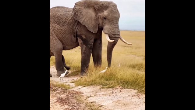 Jak słonie drapią się po brzuchu