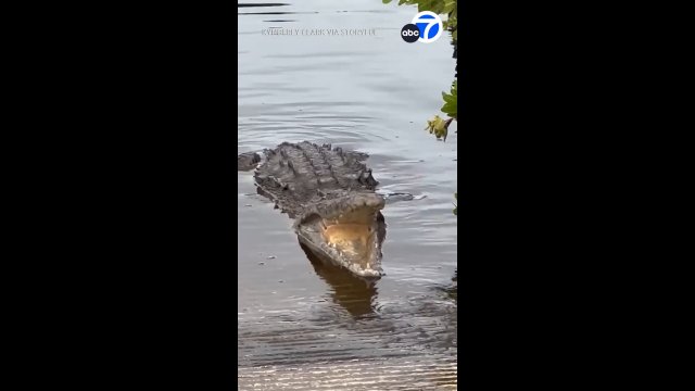 Czy kiedykolwiek widziałeś/słyszałeś kaszlącego krokodyla? [WIDEO]