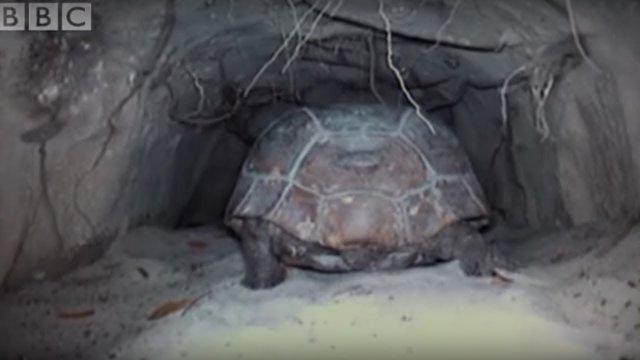 Żółw buduje tunele, które chronią je przed pożarem a także inne gatunki