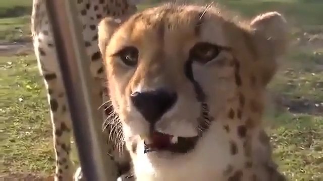 Gepardy tak naprawdę nie ryczą tylko miauczą