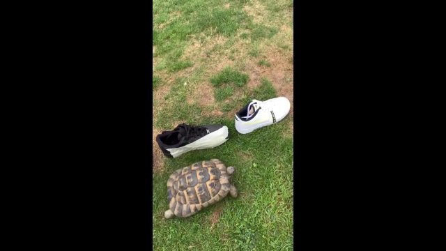 Żółw vs czarny but przerobiony w połowie na biały
