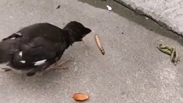 Młody ptak chce zjeść coś, co nie zostało zwrócone przez rodziców.