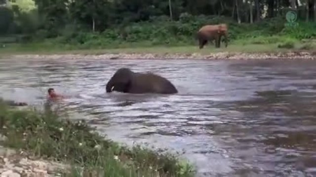 Słonik ratuje człowieka z wody