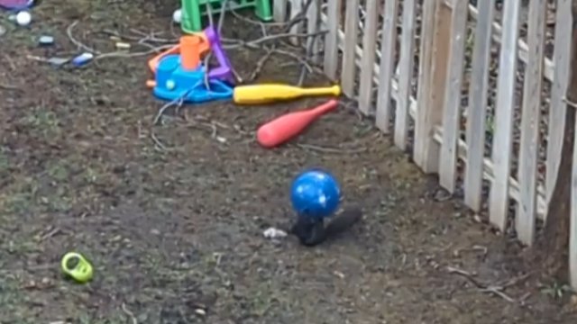 Wiewiórka bawi się piłką na podwórku