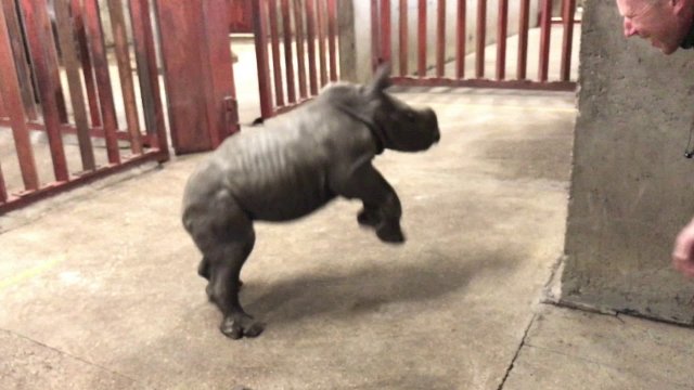 Mały nosorożec bawi się z opiekunem w zoo