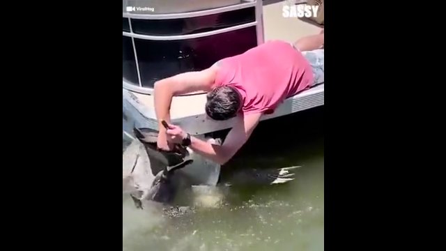 Mężczyzna uratował pelikana, który zadławił się ogromną rybą [WIDEO]