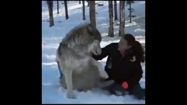 Niezwykła pzyjaźń kobiety i wilka
