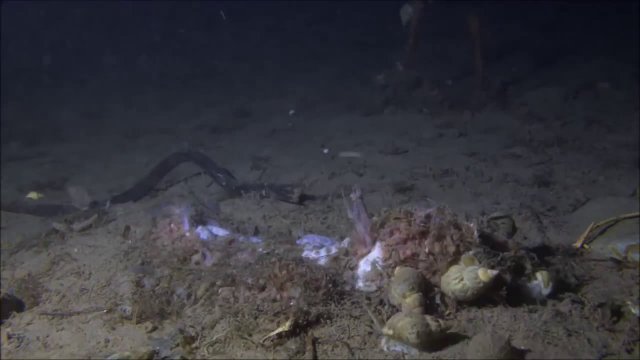 Co dzieje się z martwymi rybami na dnie oceanu?