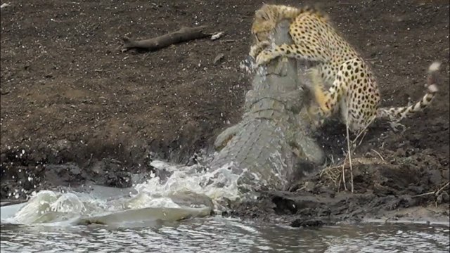 Crocodile Catches Cheetah