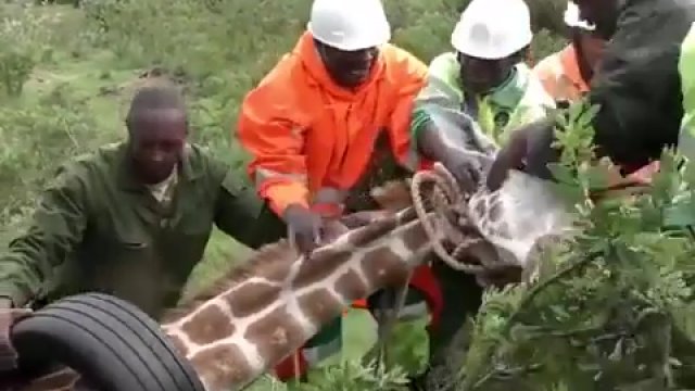 Żyrafa uratowana po tym, jak opona utknęła jej na szyi