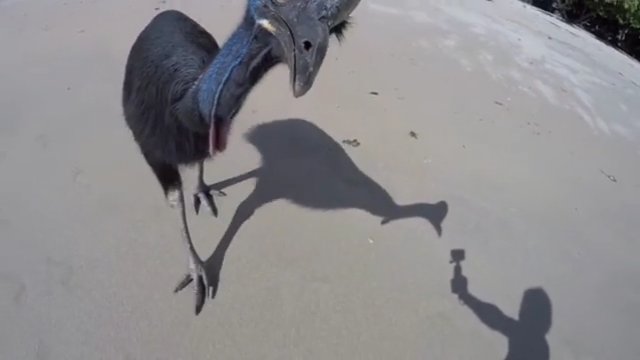 Turysta staje twarzą w twarz z dzikim kazuarem na plaży