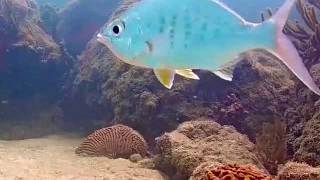 Żyroskopowo stabilna ryba