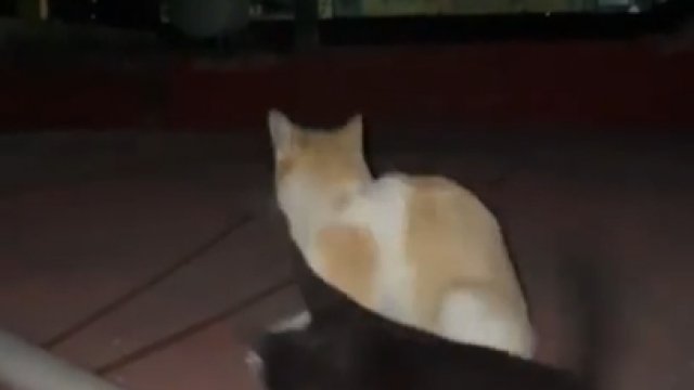 Głodny kotek ciągnie jedzonko i swojego przyjaciela jednocześnie