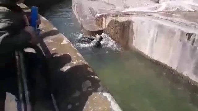 Facet w Polskim zoo próbował się bić z misiem a potem go utopić