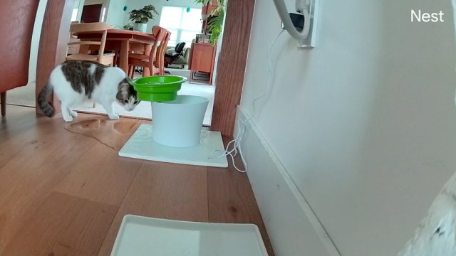 Kot stwierdził, że należałoby w końcu podlać nową podłogę