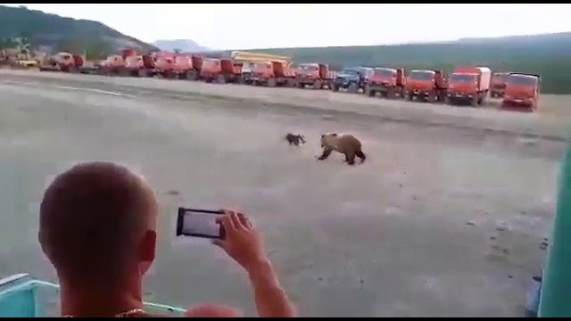 Niedźwiedź próbuje włamać się do biura.
