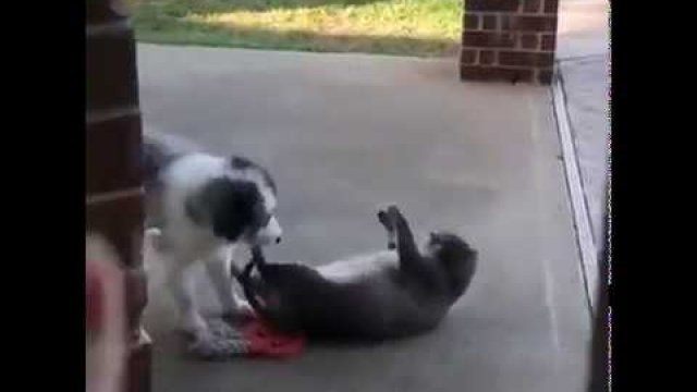 Pies zaczepia kocią foczkę
