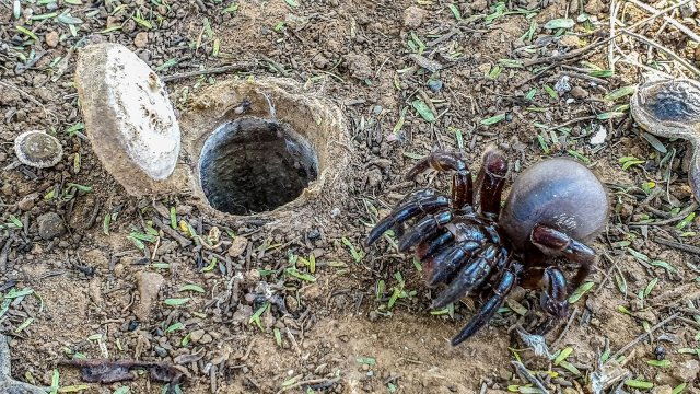 Niesamowity pająk, który buduje podziemne schrony z włazami
