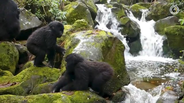 Niesamowite ujęcie. Udało się nagrać rodzinę goryli, która ostrożnie przechodzi przez rzekę