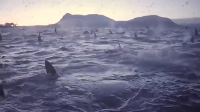 Bliskie spotkanie z orkami. Niezwykłe nagranie ze stadem drapieżników
