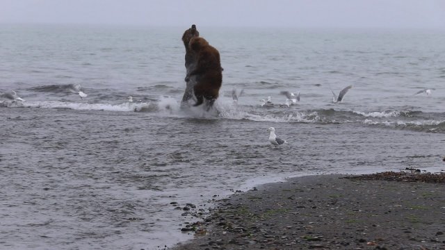 Mamma niedźwiedź atakuje niedźwiedzia, który przygląda się swoim dzieciom