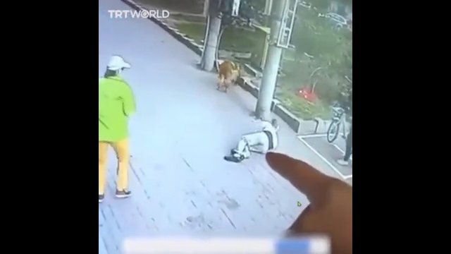 Kot ninja - spadł z balkonu, prosto na głowę przechodzącego mężczyzny