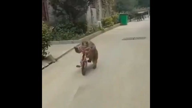 Małpa ukradła rower. Wsiadła na niego i... zaczęła uciekać! [WIDEO]