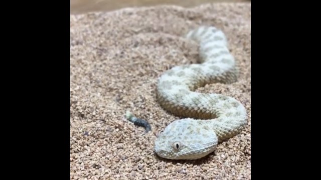Wąż zakopuje się w piasku