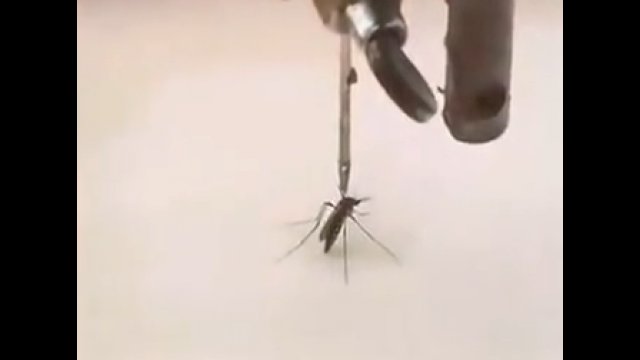Słodka zemsta na komarze