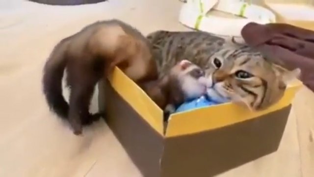 Kot, fretka i ich przyjaźń w pudle
