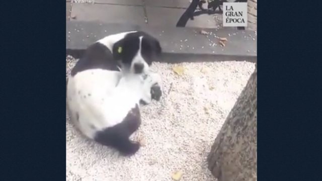 Człowiek odnajduje swojego psa po 3 latach