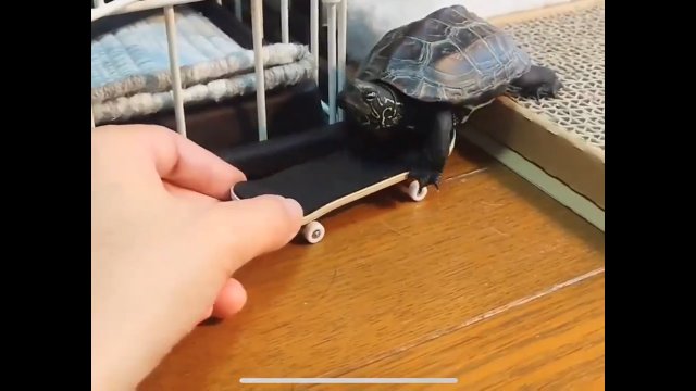 Żółw po raz pierwszy mógł poczuć co to znaczy prawdziwa prędkość [WIDEO]