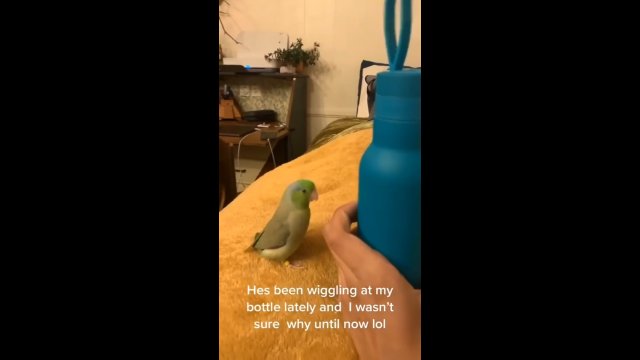 Ptaszek próbował naśladować gibający się uchwyt od butelki