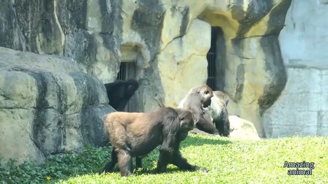 Samiec goryla działa szybko, aby stłumić przejawy agresji w swoim stadzie