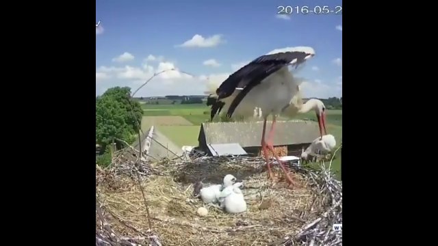 Bocian podejmuje trudną decyzję, wyrzucając jedno ze swoich piskląt z gniazda