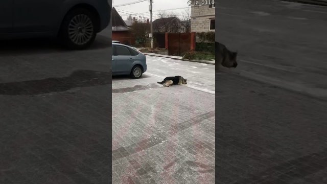 Owczarek niemiecki ślizga się na chodniku