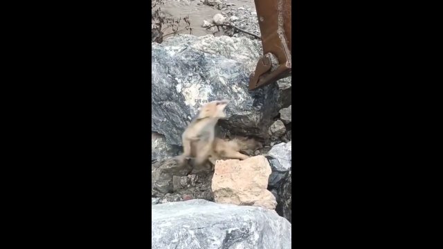 Operator koparki pomógł lisowi, którego ogon utknął pod skałą