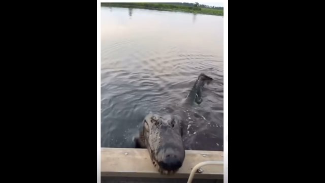Chwile grozy na wakacjach. Krokodyl próbował dostać się do ludzi płynących łodzią