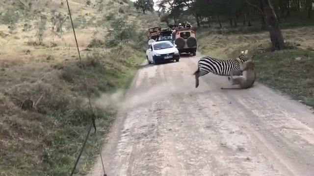 Intensywna walka między zebrą a lwicą