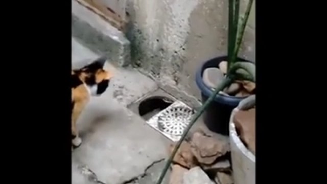 Niesamowita ucieczka szczura przed kotem i człowiekiem