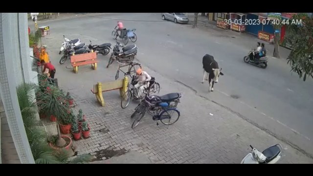 Święta krowa zaatakowała z zaskoczenia hindusa...