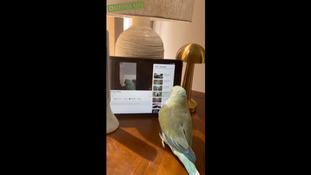 Papużka ma swój ulubiony kanał na Youtube