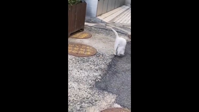 Bezpański kot łapie obiad