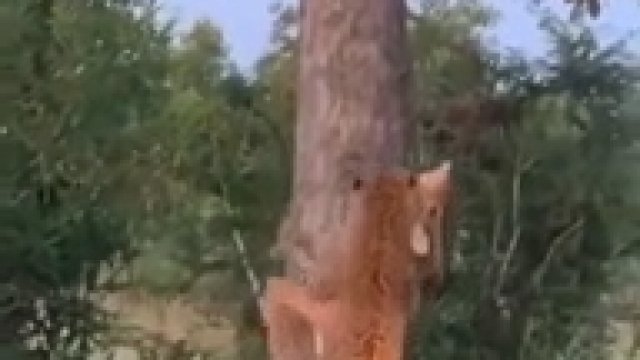 Lampart wciąga upolowaną impalę na szczyt drzewa