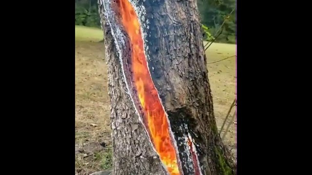 Drzewo od środka płonie po tym jak uderzył je piorun...