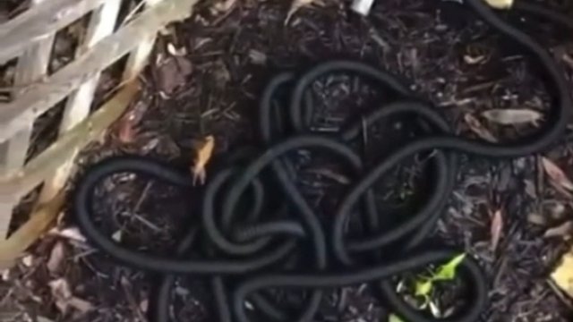 Dziwnie straszny wąż ogrodowy