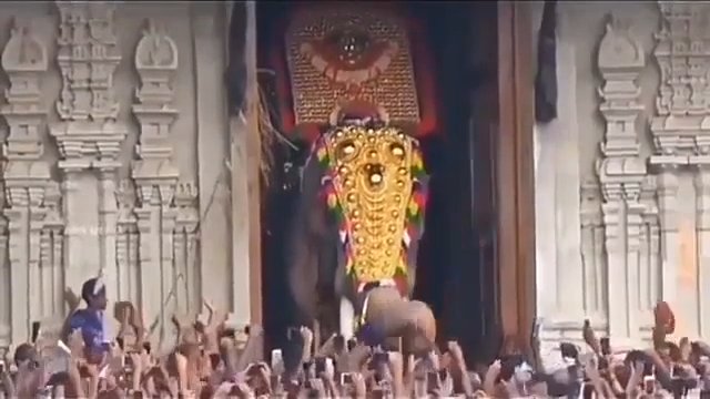 Najwyższy słoń w Indiach - 56-letni Thechikkottukavu Ramachandran